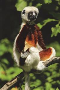 Coquerel's Sifaka Lemur Doing Some Zen Meditation Journal