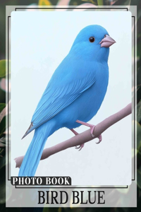Bird Blue Photo Book