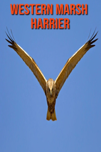 Western Marsh Harrier