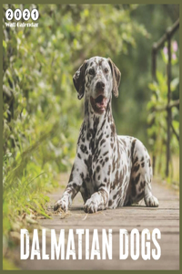 Dalmatian