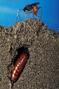 Insect School Composition Book Wasp Lays Egg Earworm Pupal Tunnel Entomology