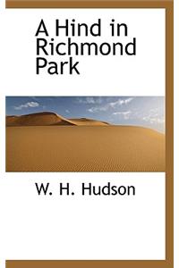 A Hind in Richmond Park