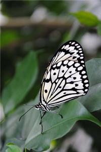 A Black and White Butterly Butterfly House Burggarten Vienna Austria Journal