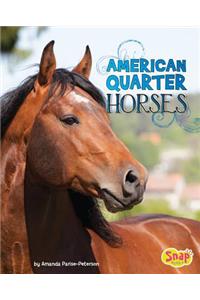 American Quarter Horses