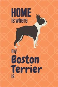 Home is where my Boston Terrier is