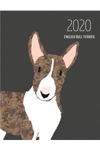2020 English Bull Terrier