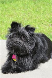 Cute Little Affenpinscher Dog Journal