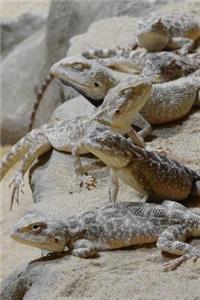 Pretty Steppe Agama Lizards All in a Row Journal (Trapelus Sanguinolentus)