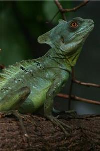 Plumed Basilisk Lizard Journal