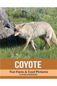 Coyote: Fun Facts & Cool Pictures