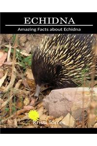 Amazing Facts about Echidna