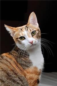 Notebook - Confused Cat
