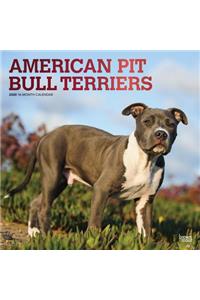 American Pit Bull Terriers 2020 Square Foil