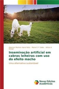 Inseminação artificial em cabras leiteiras com uso do efeito macho