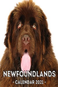 Newfoundlands