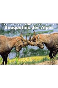 Bouquetins Des Alpes 2018