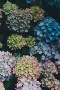 Hydrangeas