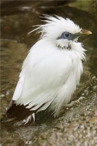 Bali Starling Bird Aka Rothchild's Mynah Journal