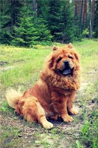 Chow Chow