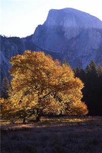 Half Dome and an English Elm Tree in Yosemite National Park Journal