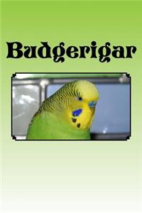 Budgerigar