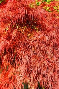 2020 Daily Planner Beautiful Japanese Maple Tree 388 Pages