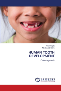 Human Tooth Development