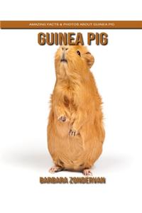 Guinea Pig