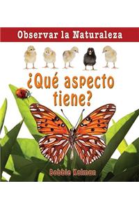 Que Aspecto Tiene?