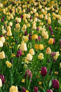 Mind Blowing Yellow Purple Tulips Journal