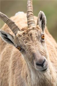 European Rock Goat with Orange Eyes Close-Up Portrait Journal