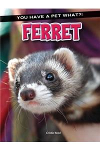 Ferret
