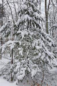 2020 Weekly Planner Woods After Snowstorm Winter Weather 134 Pages