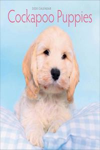 COCKAPOO PUPPIES M 2020