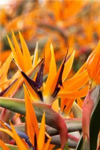 Stunning Bird of Paradise Flowers Journal