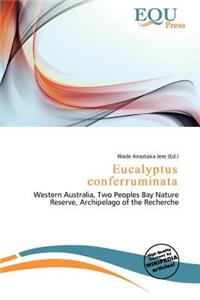 Eucalyptus Conferruminata