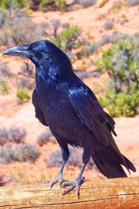 Raven at Arches National Park Utah USA Journal