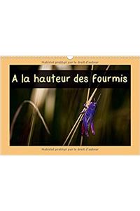 A Hauteur Des Fourmis 2017
