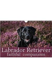 Labrador Retriever - Faithful Companions 2018