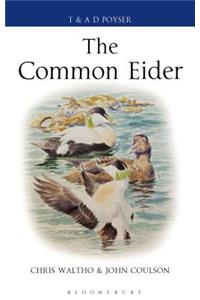 The Common Eider