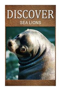 Sea Lion - Discover