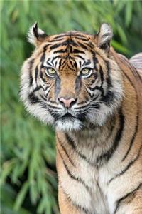Tiger Notebook