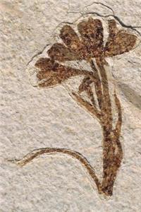 Awesome Prehistoric Plant Fossil on a Stone Journal
