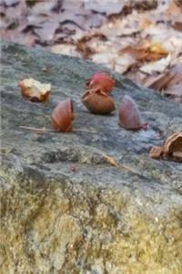 Broken Acorns Rock Journal
