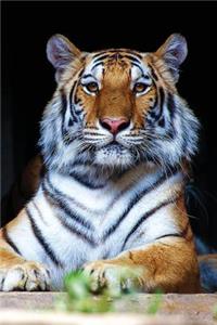 Tiger Notebook