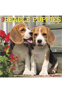Just Beagle Puppies 2019 Wall Calendar (Dog Breed Calendar)