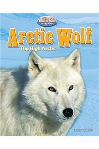 Arctic Wolf