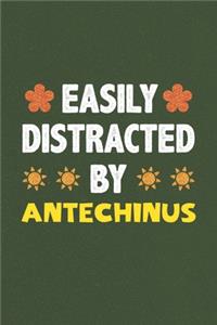 Easily Distracted By Antechinus