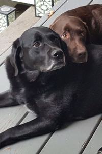 2020 Daily Planner Black Lab Chocolate Lab Dogs Labrador Retrievers Snuggle 388 Pages