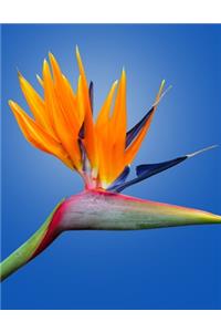 Strelitzia Gardening Journal
